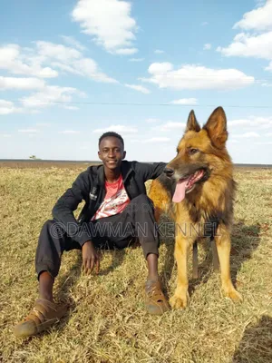 1+ year Male Purebred German Shepherd