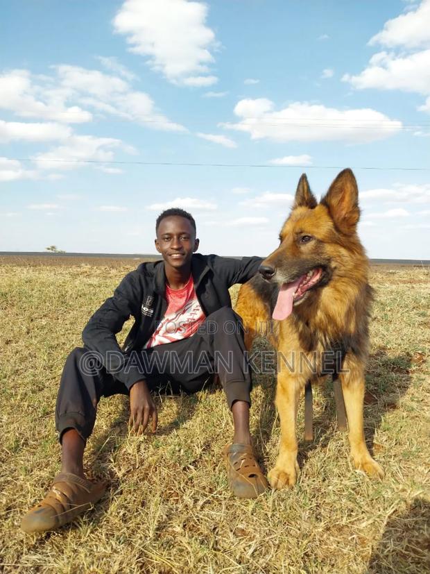 1+ year Male Purebred German Shepherd - thumbnail 3