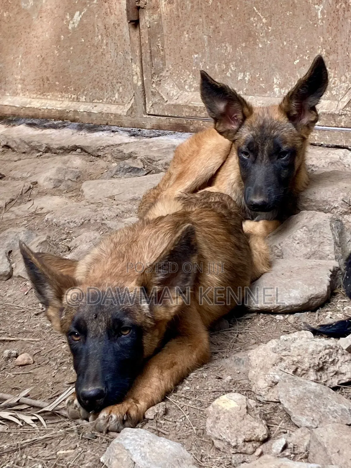 3-6 months Female Purebred Belgian Malinois