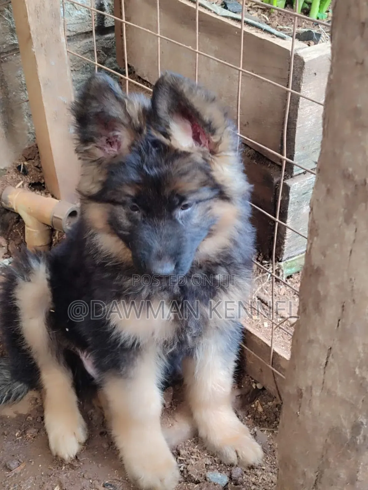 1-3 months Male Purebred German Shepherd