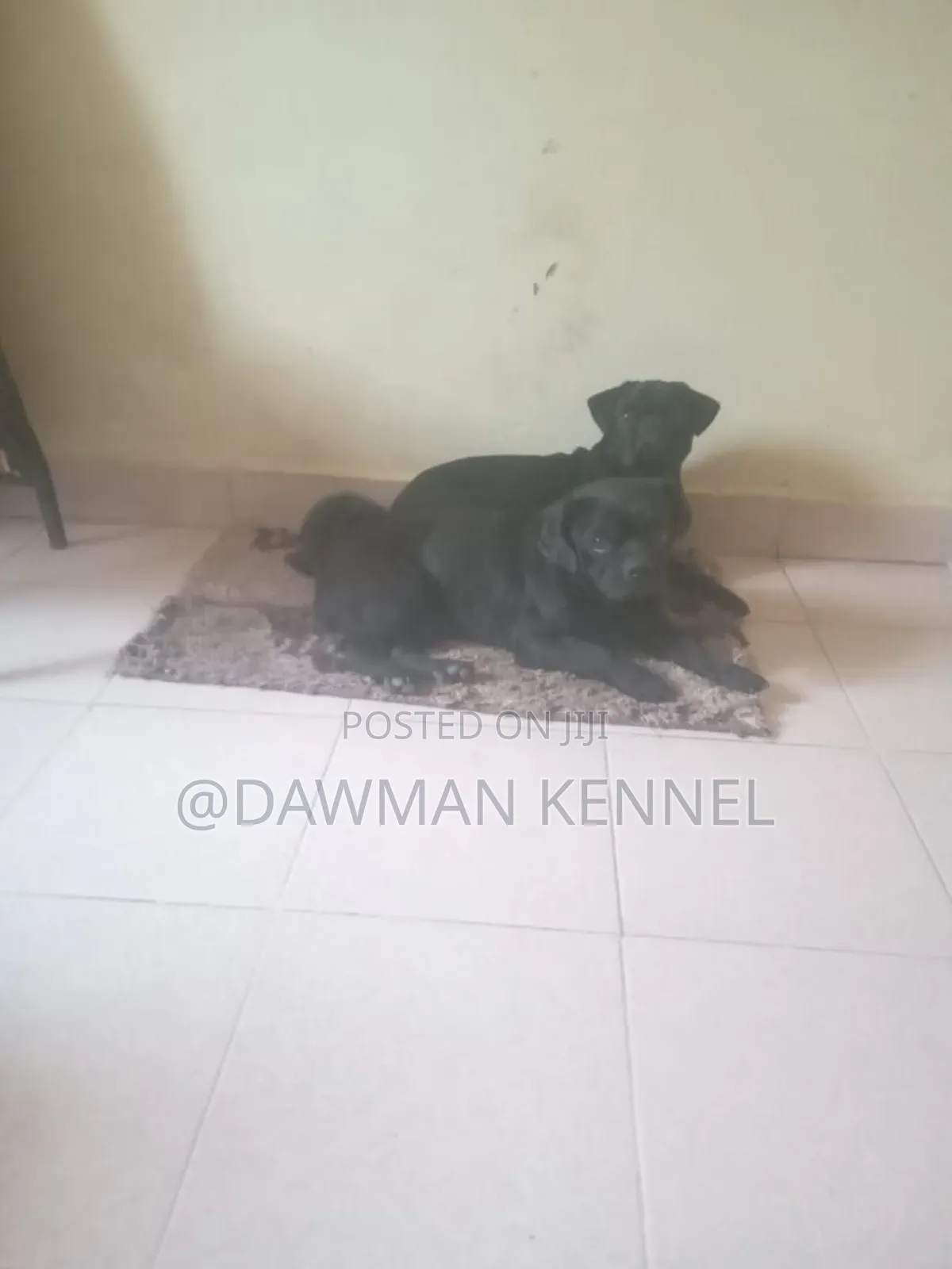 1-3 months Male Purebred Pug