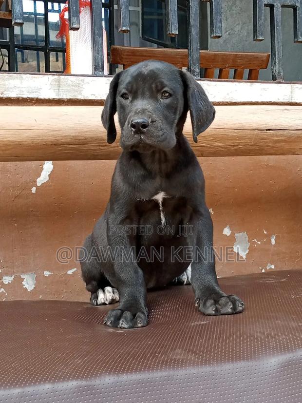 3-6 months Male Purebred Great Dane - main view