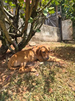 1-3 months Male Purebred Rhodesian Ridgeback