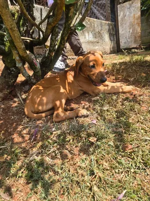 1-3 months Male Purebred Rhodesian Ridgeback