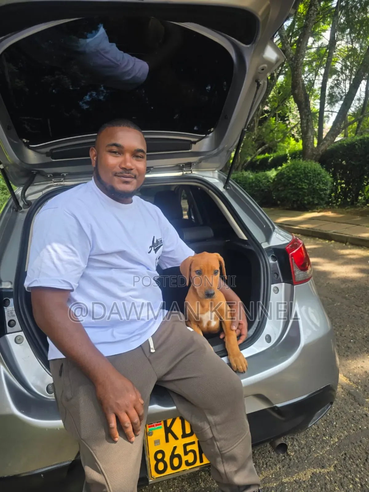 1-3 months Male Purebred Rhodesian Ridgeback