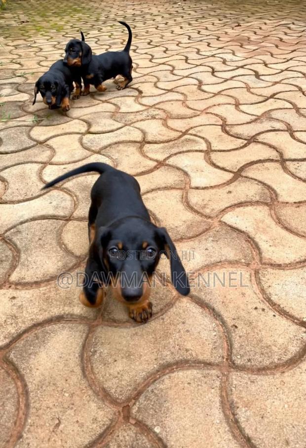 1-3 months Male Purebred Dachshund - main view