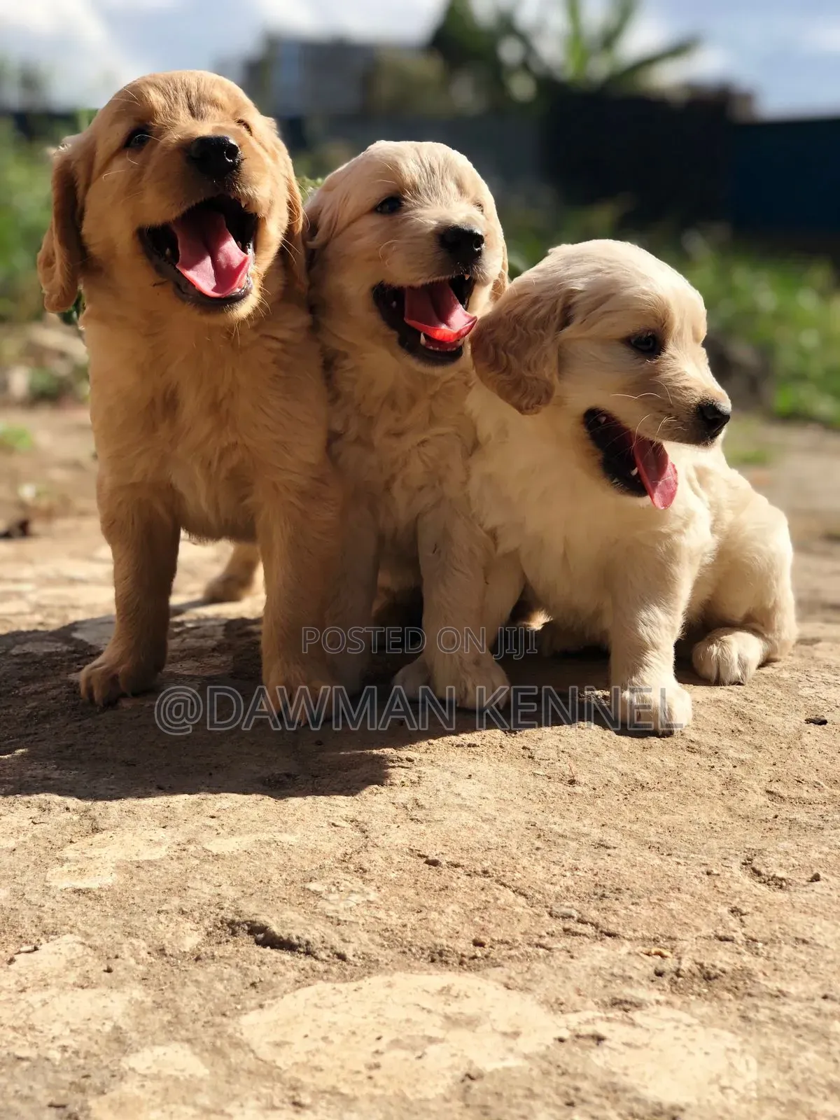 1-3 months Male Purebred Golden Retriever
