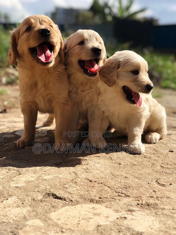 1-3 months Male Purebred Golden Retriever