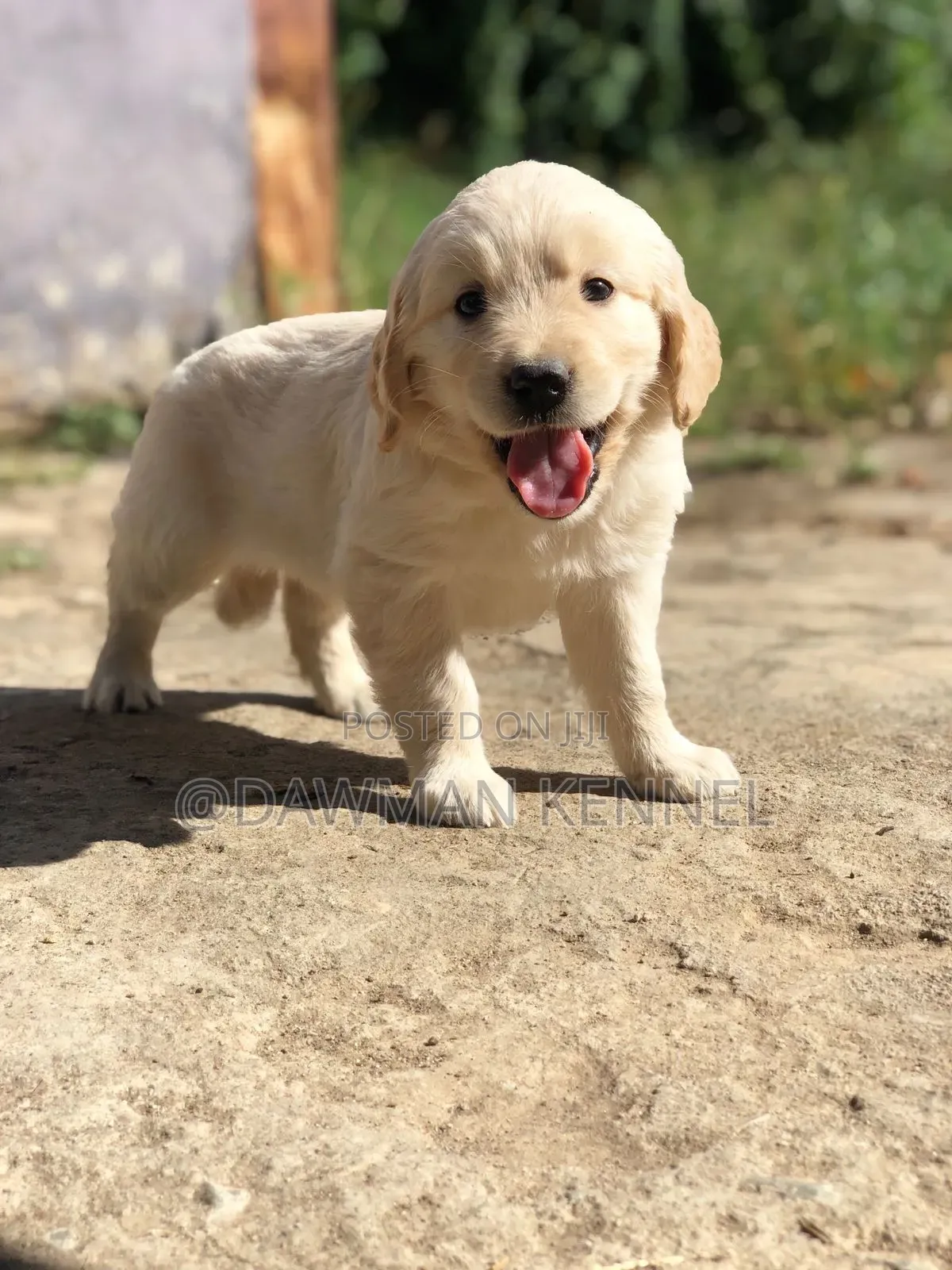 1-3 months Female Purebred Golden Retriever