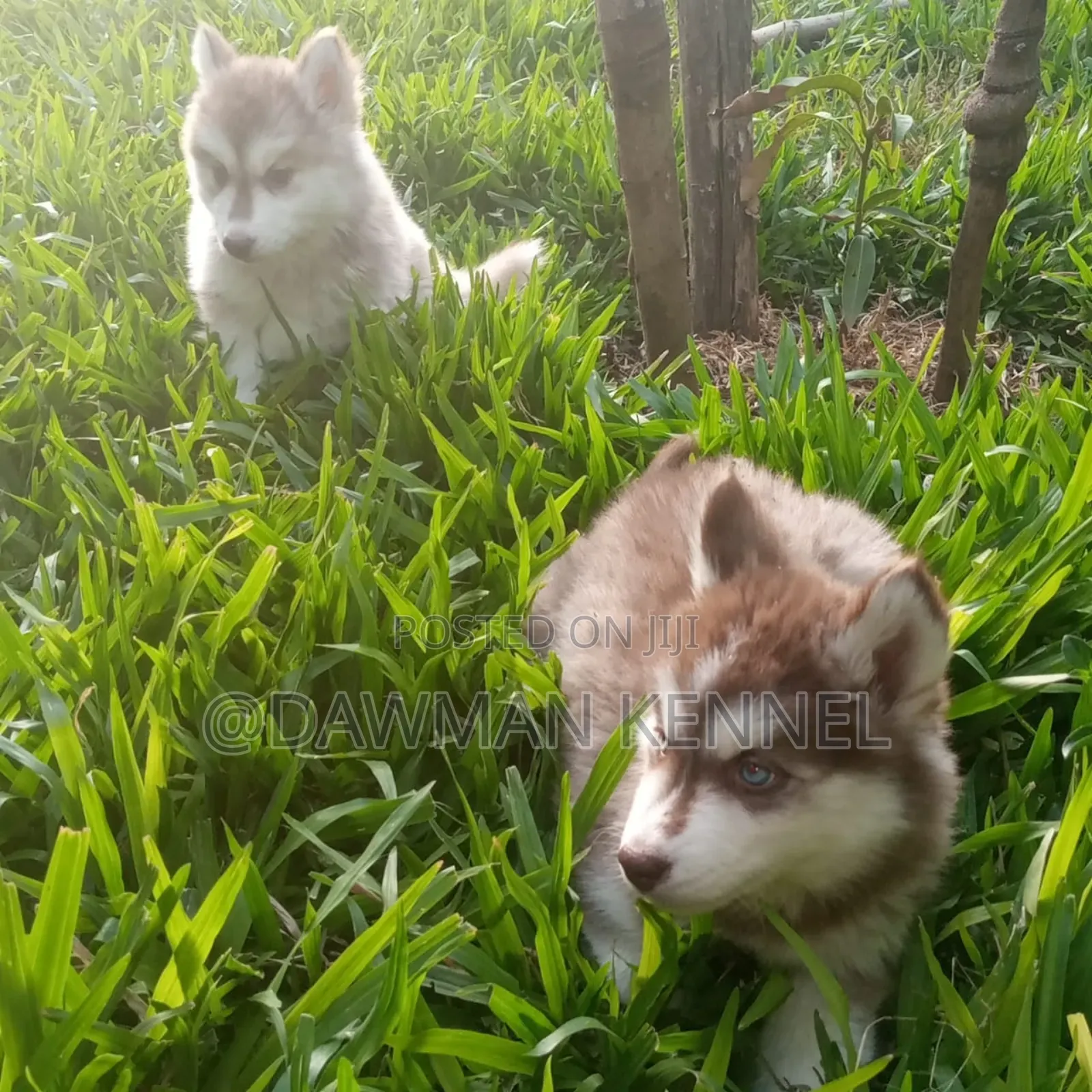 1-3 months Male Purebred Siberian Husky