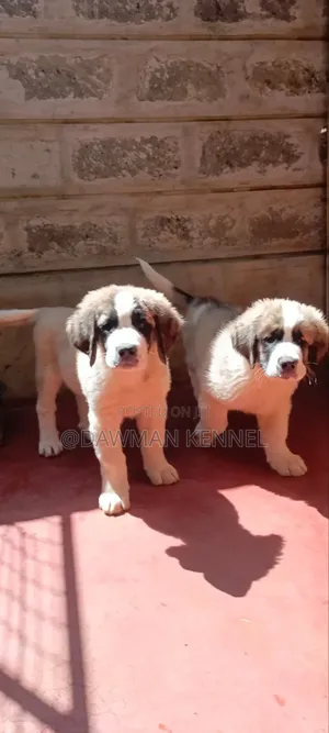1-3 months Male Purebred Saint Bernard