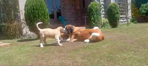 1-3 months Male Purebred Saint Bernard
