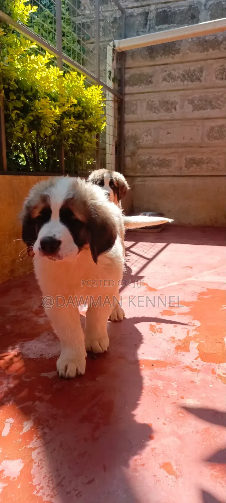 1-3 months Female Purebred Saint Bernard