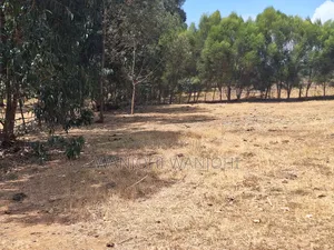 High-Grade Eighth Acre Plots at Kasuku