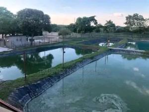 Experts in Fish Pond Services Kenya - main view