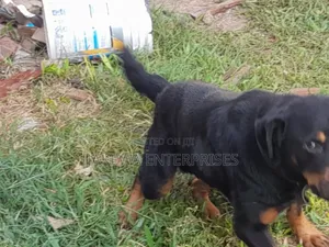 1-3 months Male Purebred Rottweiler
