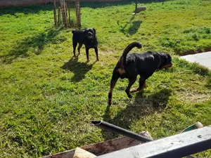 1-3 months Male Purebred Rottweiler