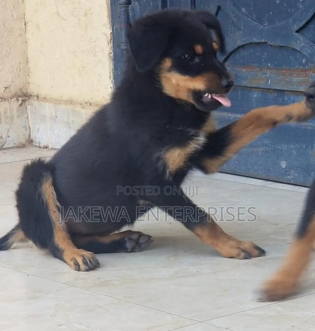 1-3 months Female Purebred Rottweiler