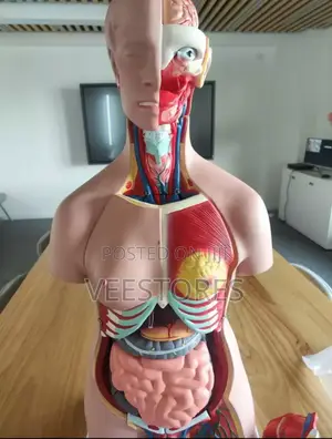 Human Anatomy Model