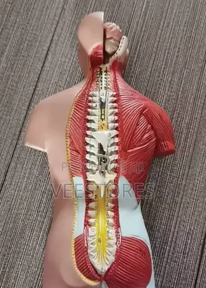 Human Anatomy Model