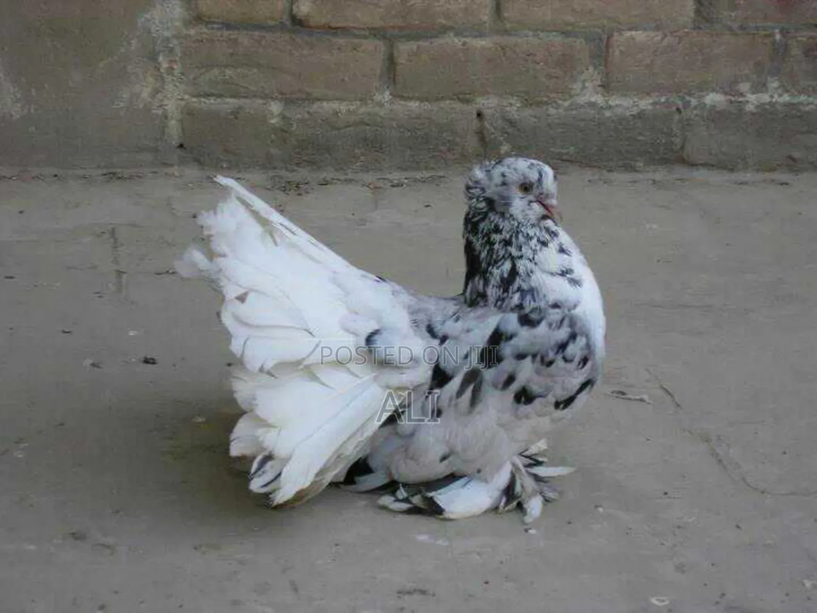 Funtail Doves