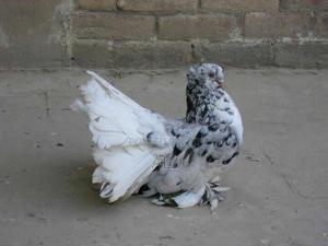 Funtail Doves - thumbnail 2