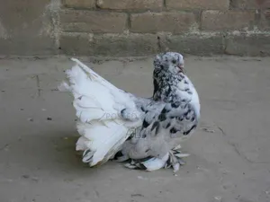Funtail Doves