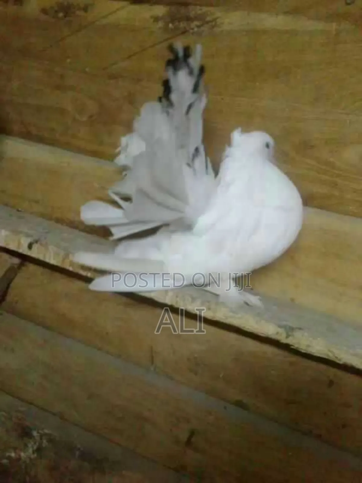 Funtail Doves