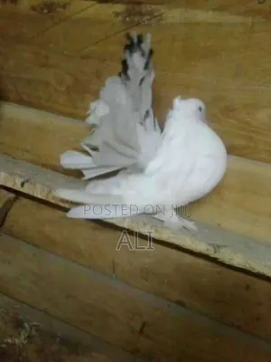 Funtail Doves