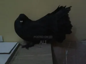 Funtail Doves