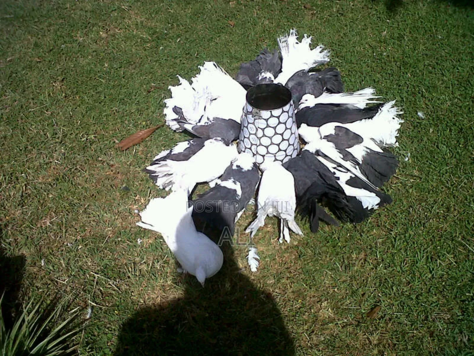 Funtail Doves