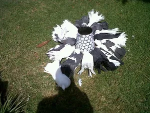 Funtail Doves