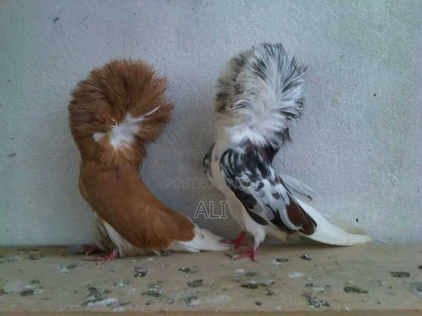 Funtail Doves