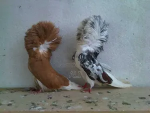 Funtail Doves