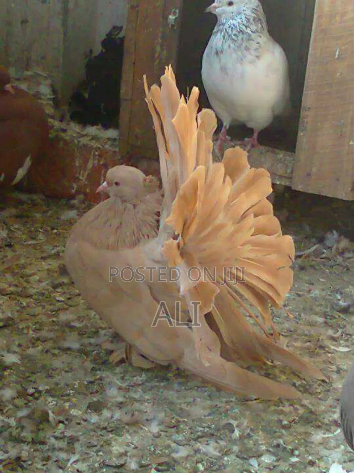 Funtail Doves