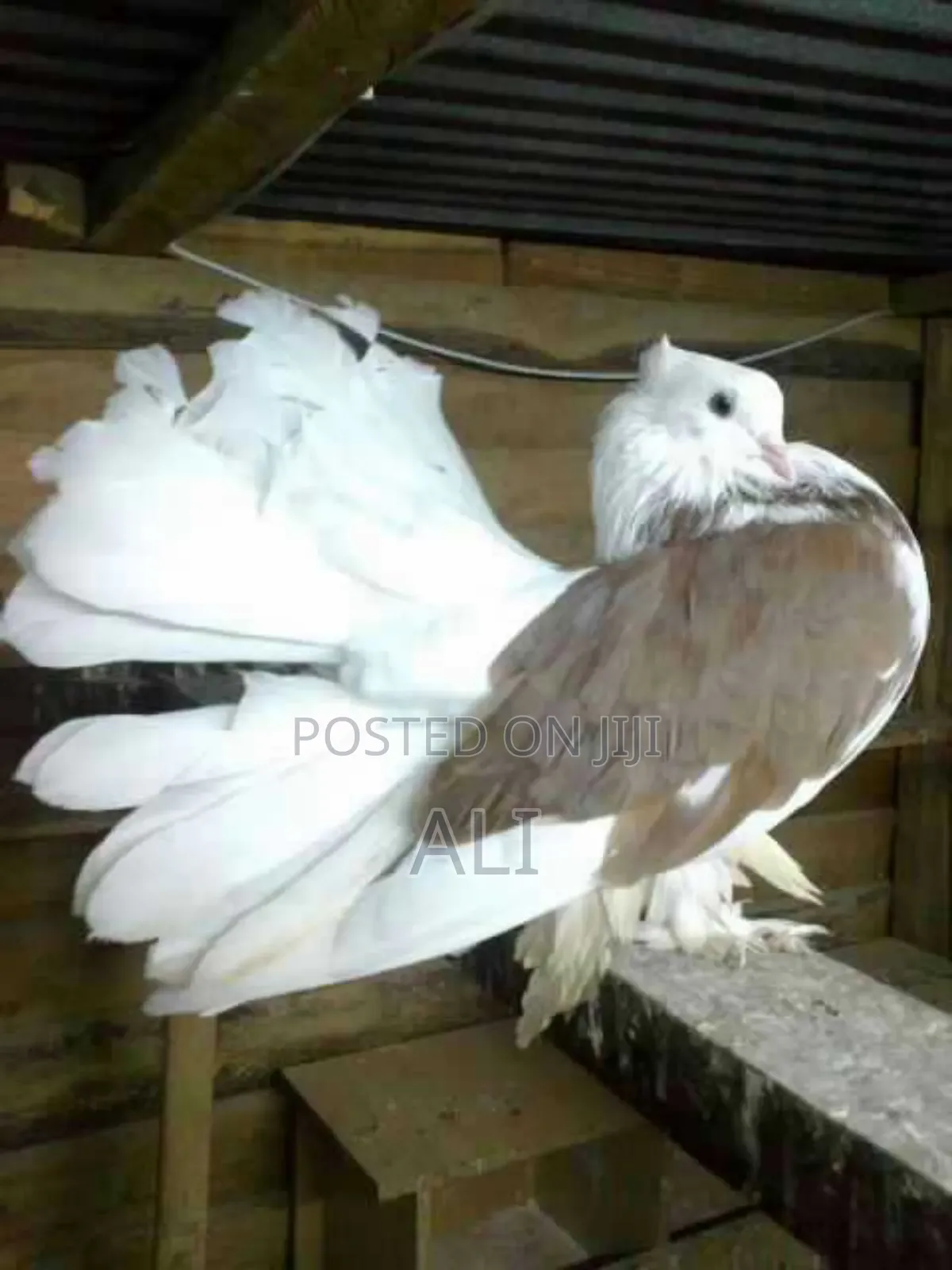 Funtail Doves
