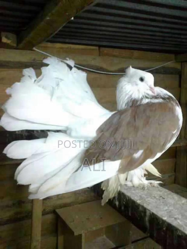 Funtail Doves - thumbnail 8