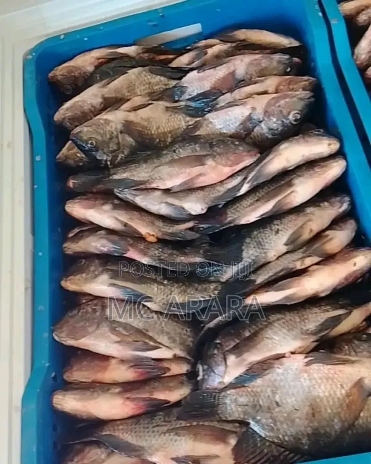 Chosen Fish Suppliers