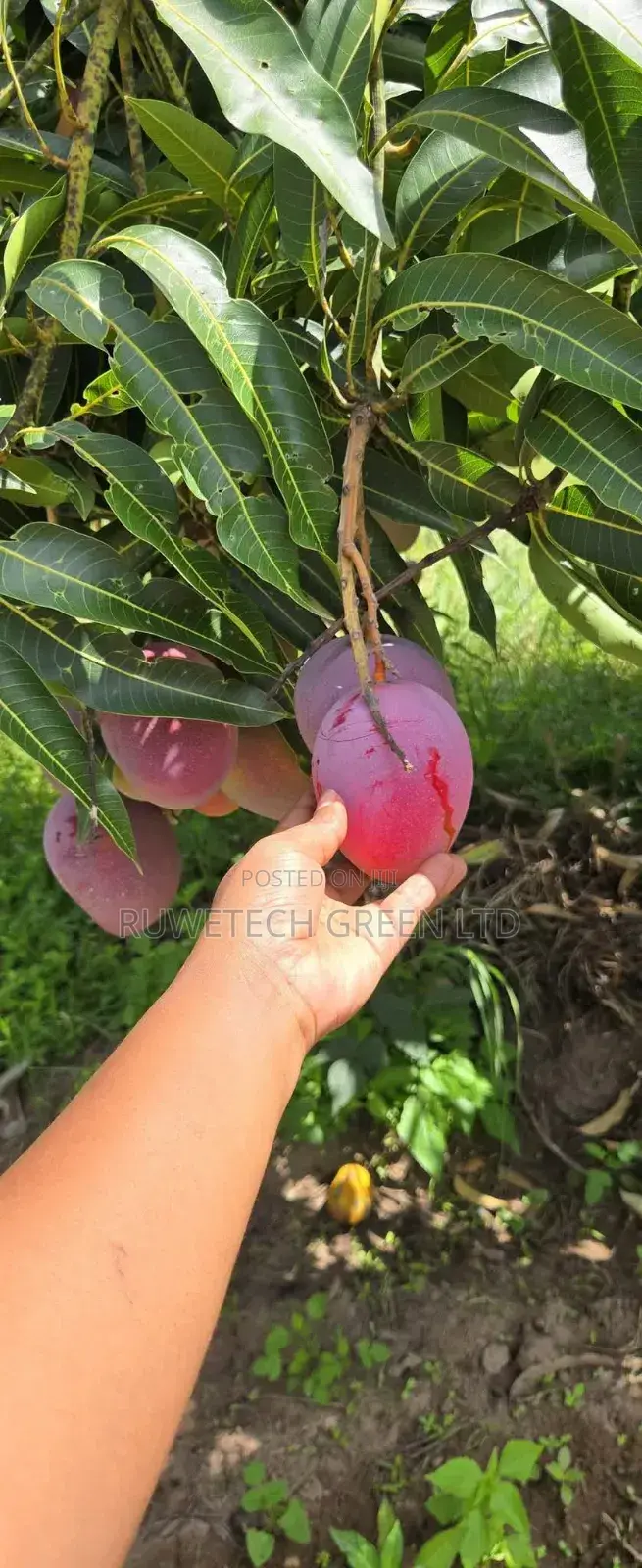 Sweet Tommy Mangoes Seedlings