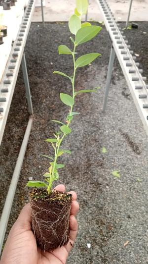 Sweet Blueberry Seedlings - main view
