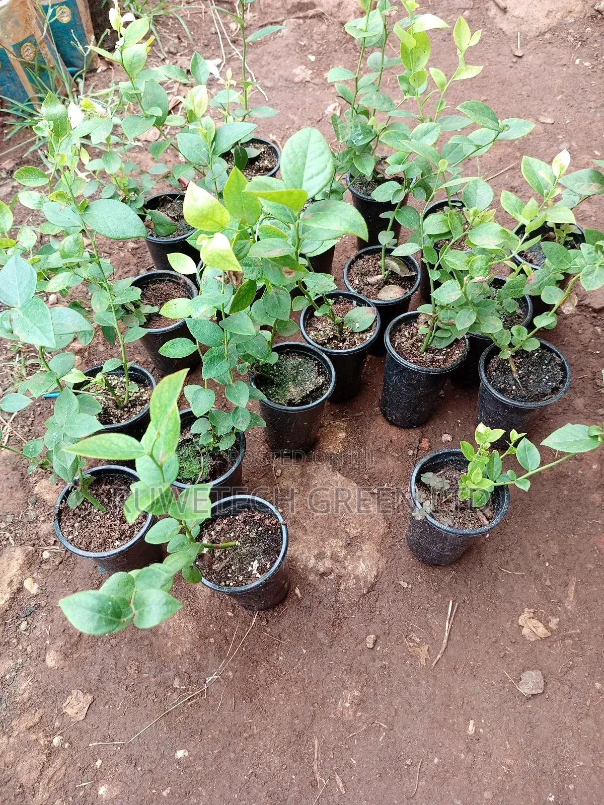 Sweet Blueberry Seedlings
