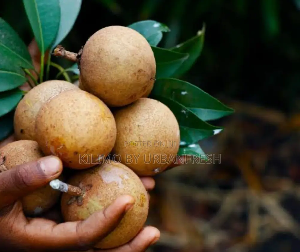 Sapodilla Fruit Seedling.