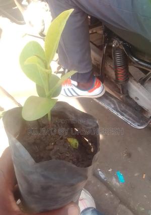 Sapodilla Fruit Seedling. - main view