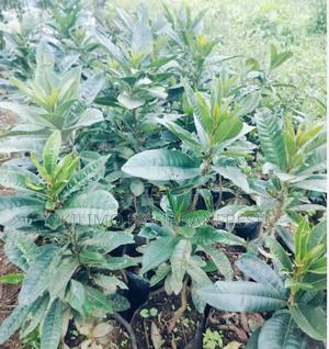 Canistel Fruit Seedling. - main view