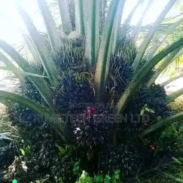 Palm Oil Tree Seedlings - main view