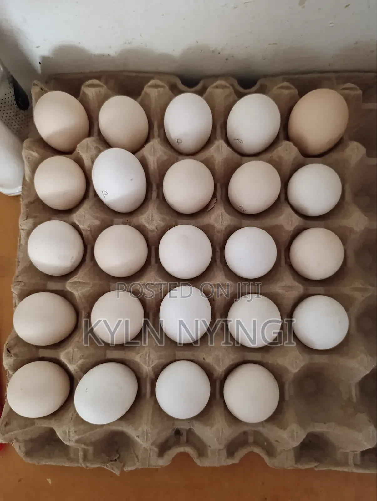 Ornamental Birds Eggs
