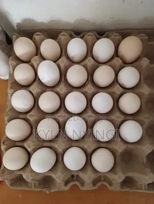 Ornamental Birds Eggs