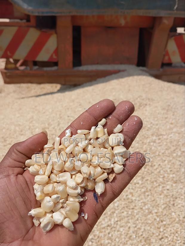 Maize Grains , Whole Maize - main view