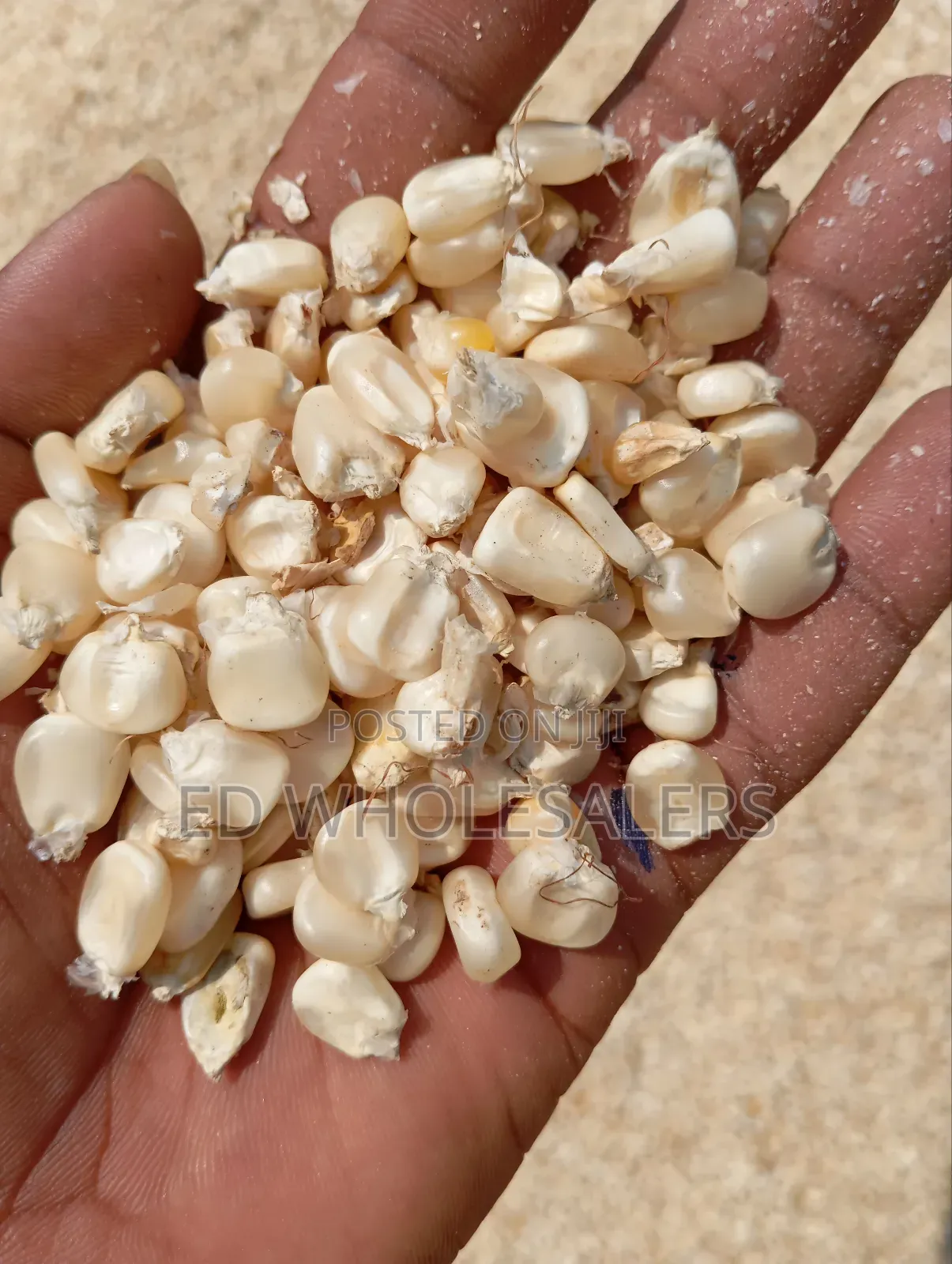Maize Grains , Whole Maize