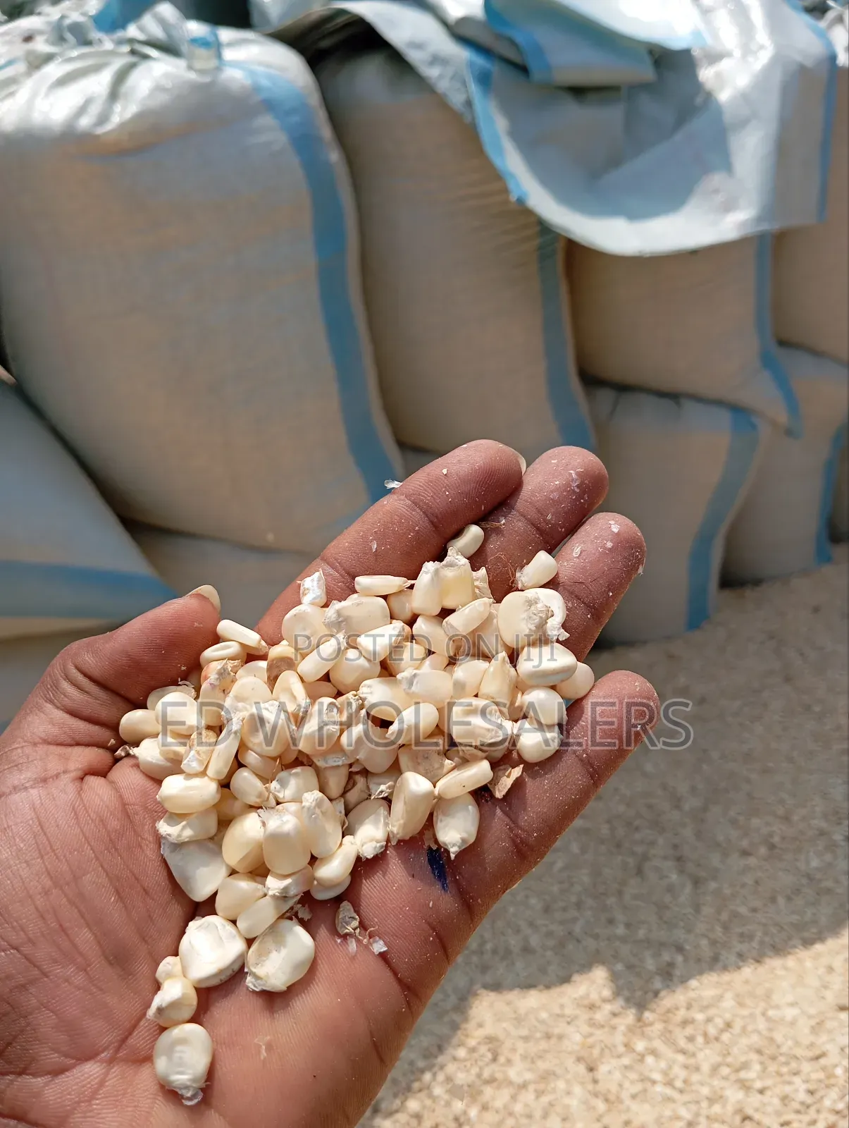 Maize Grains , Whole Maize